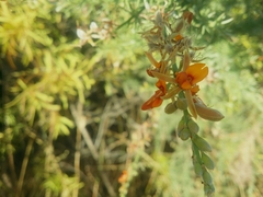 Jacksonia furcellata