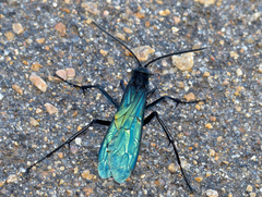 Batozonellus fuliginosus