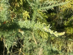 Jacksonia furcellata