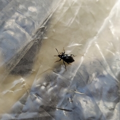 Scaphium immaculatum