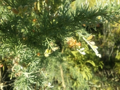 Jacksonia furcellata