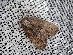 Dipterygina cupreotincta