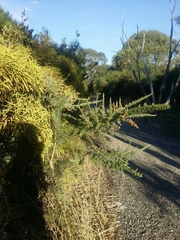 Jacksonia furcellata