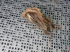 Asteropetes noctuina