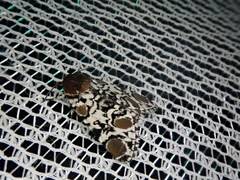 Harrisimemna marmorata