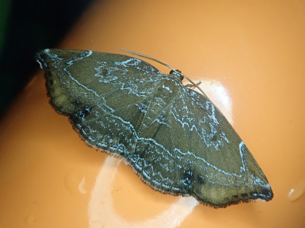 Mimozethes argentilinearia