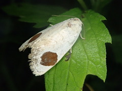 Sphragifera sigillata