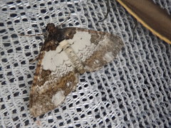 Melanthia procellata inquinata