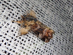 Callopistria repleta