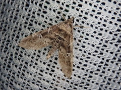 Stenograpta stenoptera