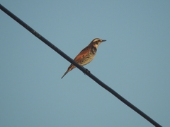 Turdus eunomus
