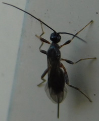 Ichneumonoidea