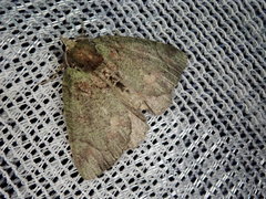 Dindica virescens
