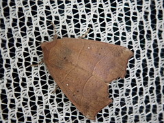 Goniocraspidum pryeri