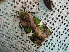 Prometopus flavicollis