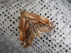 Lophomilia polybapta