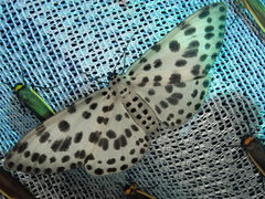 Antipercnia albinigrata