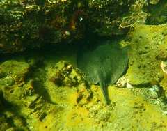 Trygonoptera imitata