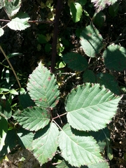 Candicantes