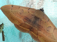 Spirama retorta