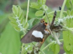 Coeliades forestan forestan