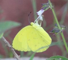 Eurema hecabe solifera