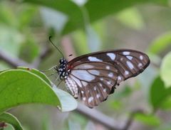 Graphium leonidas leonidas