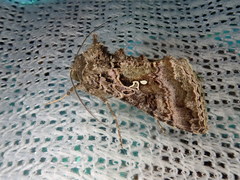 Ctenoplusia ichinosei