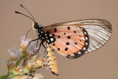 Acraea neobule neobule