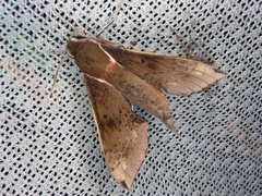 Rhagastis mongoliana