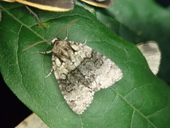 Cranionycta jankowskii