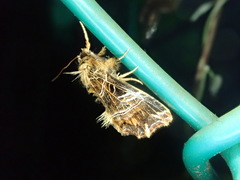 Callopistria repleta