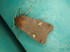 Diarsia deparca