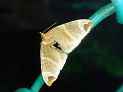 Eulithis ledereri