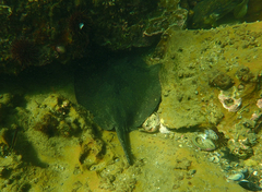 Trygonoptera imitata