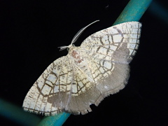 Cabera griseolimbata