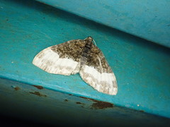 Xanthorhoe muscicapata