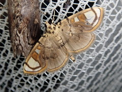 Pycnarmon pantherata