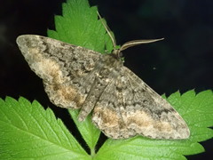 Jankowskia pseudathleta