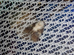 Negritothripa hampsoni