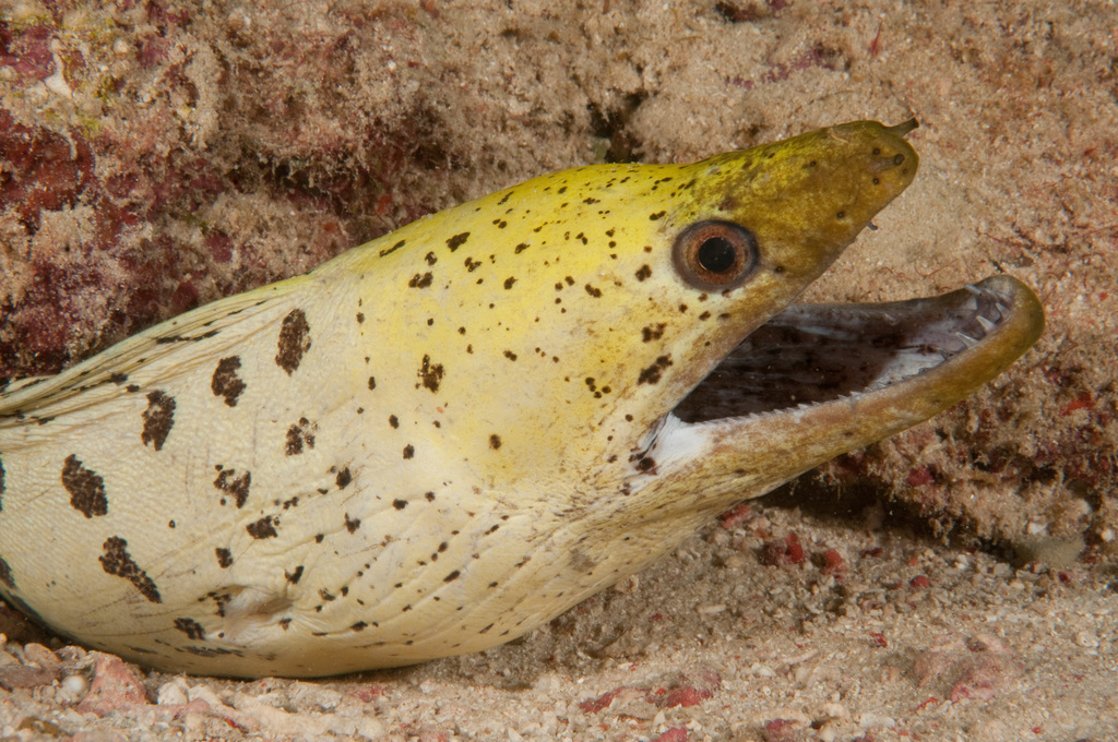 Darkspotted Moray
