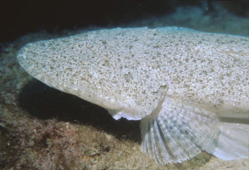 Bartail Flathead