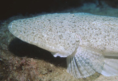 Platycephalus indicus