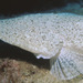 Bartail Flathead - Photo (c) Erik Schlogl, some rights reserved (CC BY-NC)
