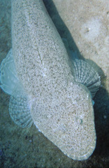 Platycephalus indicus
