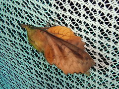 Gastropacha orientalis