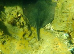 Trygonoptera imitata
