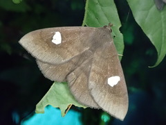 Edessena gentiusalis