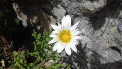 Arctotis aspera aspera