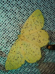 Angerona nigrisparsa